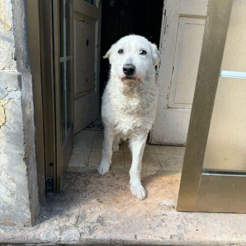 Lilla - 7 Anni  - Simil Spinone  - Taglia: Media  - Carattere: Dolce, Buona  - Affinità: Persone, Cani, Gatti